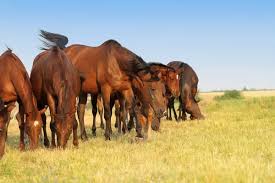 <p><strong>graze</strong> </p>
