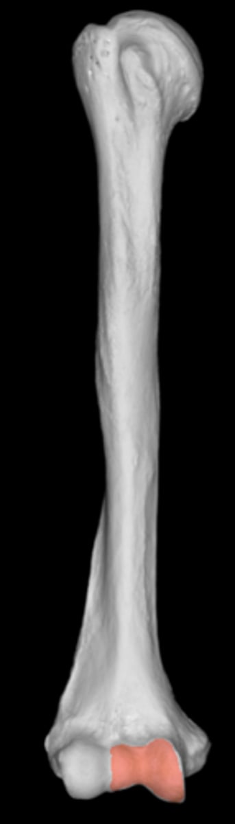 <p>articulates with ulna medially</p>