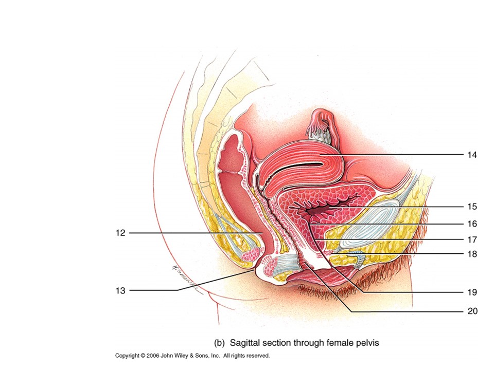 <p>Where is the Internal Urethral Oriface?</p>