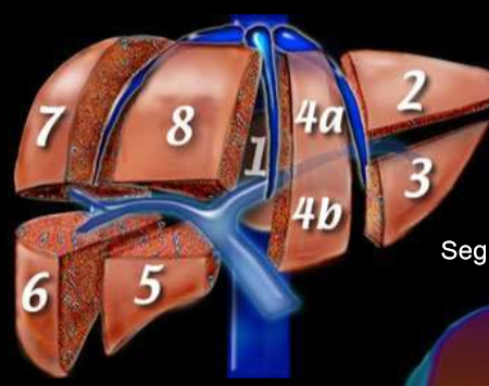 <p>superior segments: 2 and 4A</p><p>inferior segments: 3 and 4B</p>