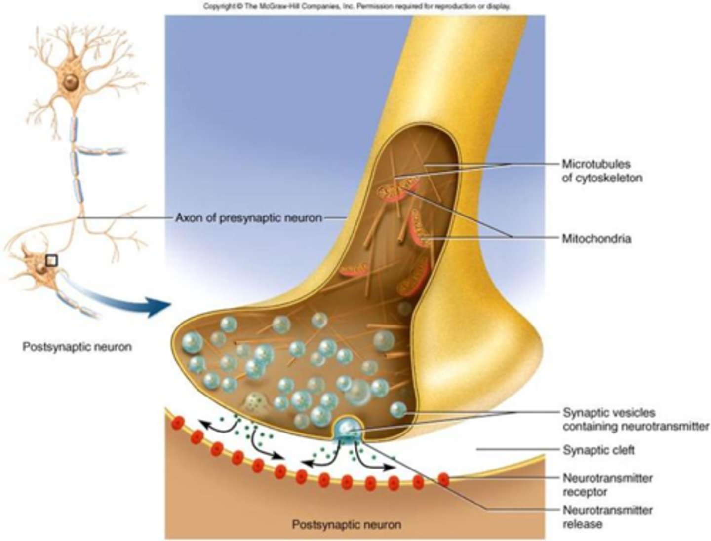 <p>A space or gap between an axon terminal and another neuron or effector (muscle or gland).</p><p>The neurotransmitter is released into this space and then binds to a specialized receptor on the postsynaptic neuron or effector.</p><p>The neuromuscular junction is the name for the space between a nerve cell and the skeletal muscle fiber that it supplies.</p>
