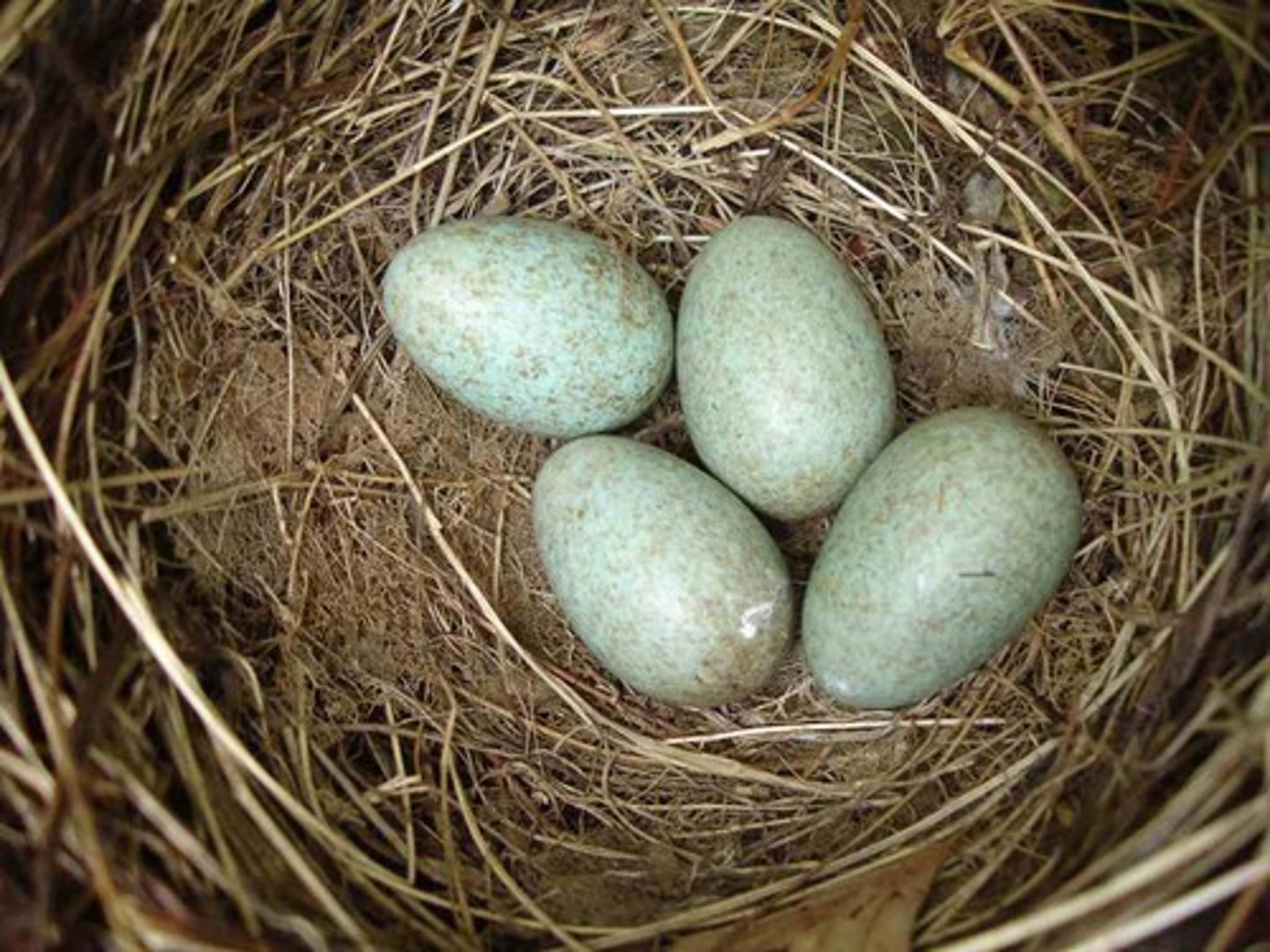<p>Internal fertilization; lay amniotic eggs (oviparous)</p>