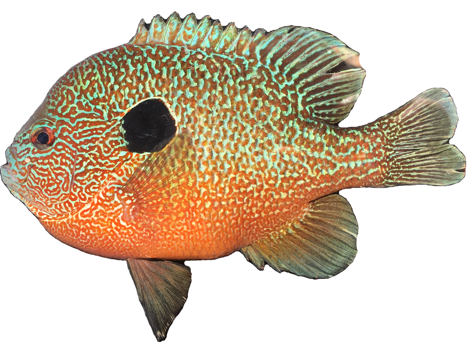 <p><span><span>Centrarchidae;</span></span></p><p><span><span>Longear Sunfish;</span></span></p><p><span><span>Lepomis megalotis</span></span></p>