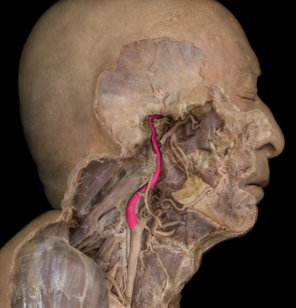 <p>supplies to the structures of the interior of the cranium</p>