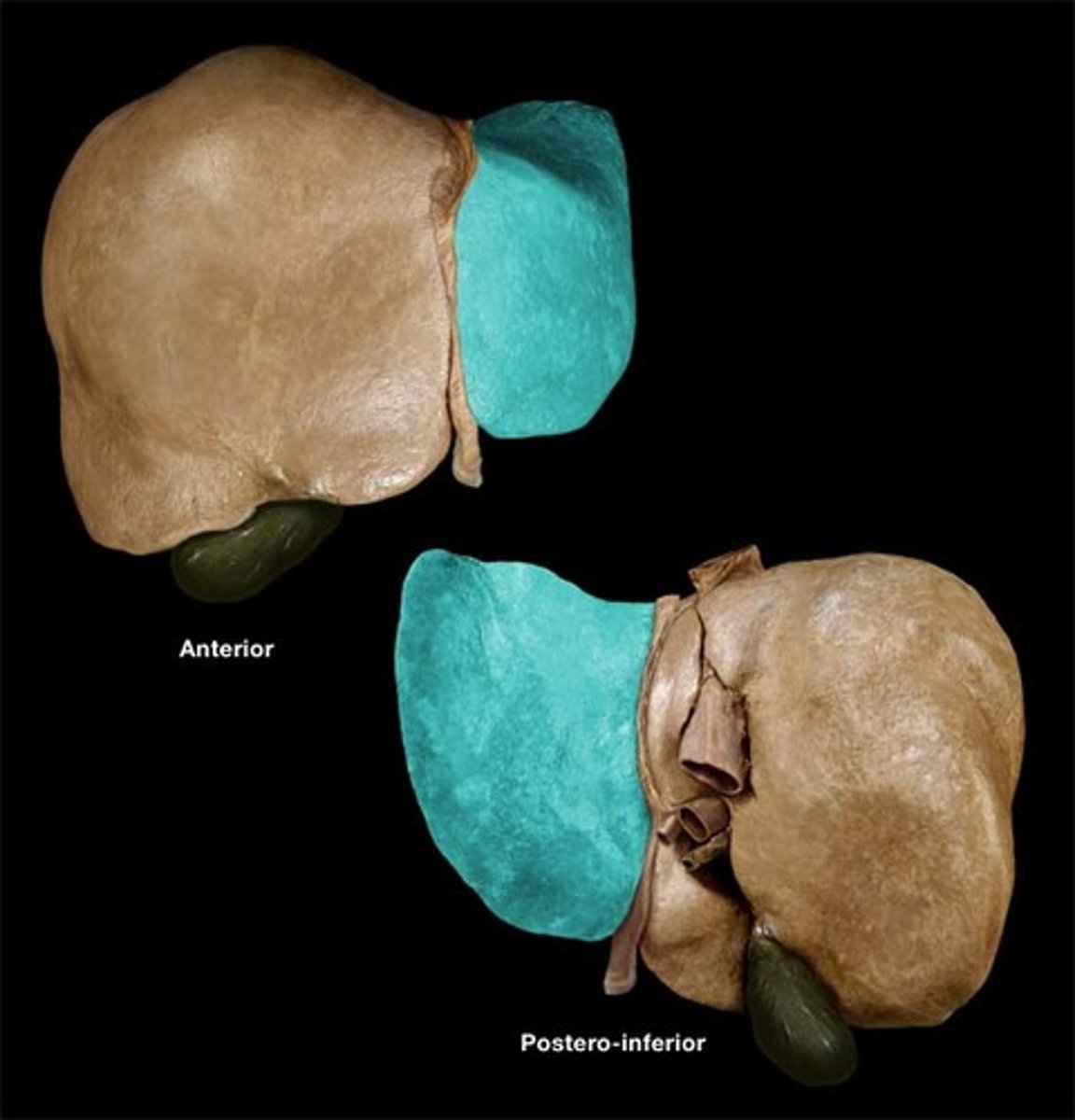 <p>The smaller lobe of the liver.</p>