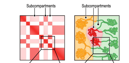 <p>subcompartments in Hi-C maps</p>