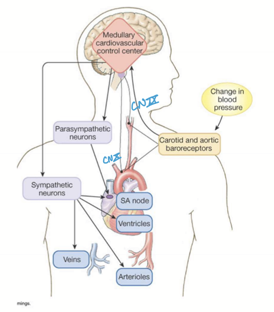 <p>In the Aortic arch and carotid sinus</p>