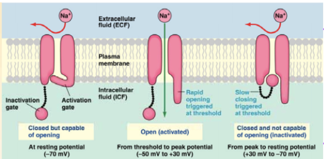 <ul><li><p>Na+ has <strong>voltage-gated channels </strong>that are closed at rest (they have an inactivation and an activation “gate”)</p></li><li><p>the membrane is <strong>less permeable to Na+ at res</strong>t, normally they <strong>open at -55mV (threshold)</strong></p></li></ul><p></p>