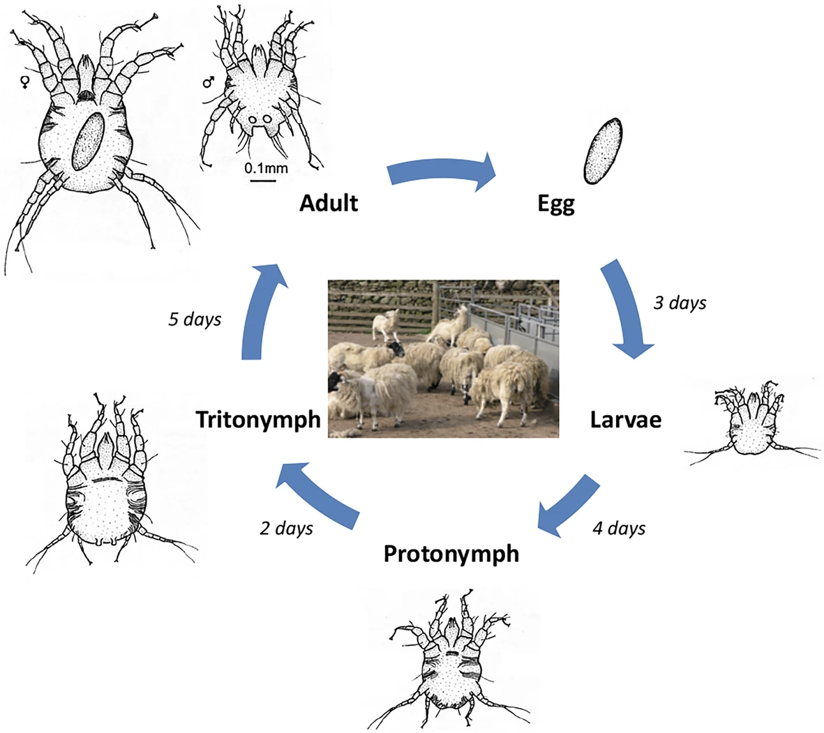 <p><strong> NOTE </strong> </p><ul><li><p>Is entirely dependent on the sheep host, does not have an environmental stage</p><ul><li><p>Therefore, can STILL BE INFECTIVE ON SHEARED WOOL FOR UP TO 15 DAYS… whether its on dirty clippers or stray wool shavings&nbsp;</p></li></ul></li><li><p>But CANNOT be maintained off of the sheep otherwise </p></li></ul><p></p><p>Life cycle:</p><ul><li><p>Adult lays egg in sheep wool</p></li><li><p>3 days → hatches to <strong>larvae</strong></p></li><li><p>4 days → becomes a<strong> protonymph&nbsp;</strong></p></li><li><p>2 days → grows to<strong> Trionymph&nbsp;</strong></p></li><li><p>5 days → MATURES TO ADULT </p></li></ul><p></p>
