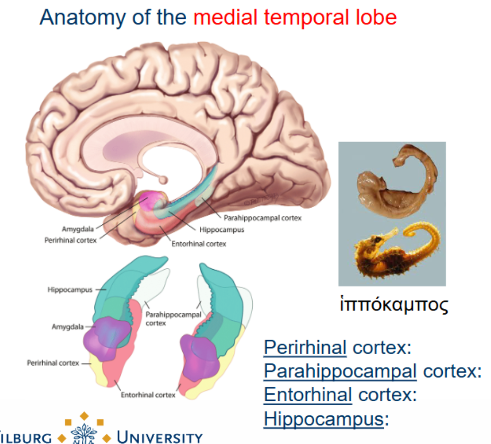 <ul><li><p><u>Perirhinal</u> cortex: <u>visual object</u> memory (input visual ventral stream).</p></li><li><p><u>Parahippocampal</u> cortex: <u>visuospatial</u> memory (input from parietal regions).</p></li><li><p><u>Entorhinal</u> cortex: <u>integration</u> of visual memory (affected first in Alzheimer).</p></li><li><p><u>Hippocampus</u>: mainly <u>spatial memory</u> (places, recalling object location).</p></li></ul><p></p>