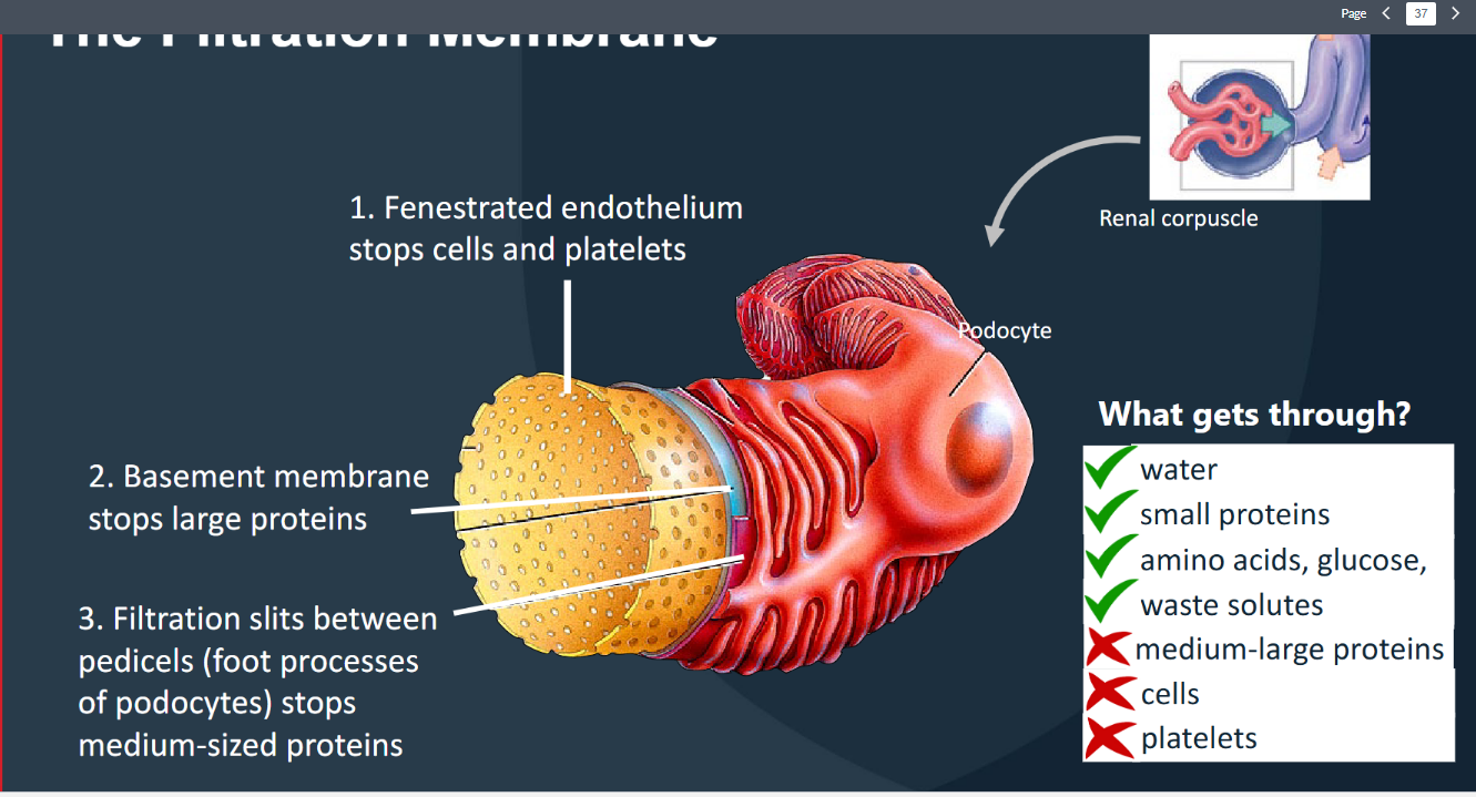 <p><span style="color: rgb(32, 29, 29)">Blood enters the glomerulus (via afferent arteriole)<br>→ filterable blood components move into the<br>capsular space (= filtrate)<br>→ nonfilterable components exit the glomerulus<br>(via efferent arteriole)<br>(1) Glomerular capillary endothelium is fenestrated<br>(blocks cells)<br>(2) Underlying basement membrane (blocks<br>large/charged proteins)<br>(3) Filtration slits - gaps between adjacent pedicels –<br>(blocks medium-sized proteins)<br>• ~20% of blood pumped by the heart each minute will<br>undergo filtration</span></p>