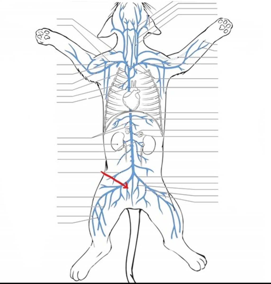 <p>identify the vein</p>