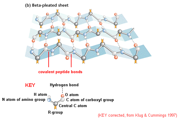 <p>secondary sheet sturcutred from different segments of polypeptides </p><p>→ can be formed within the same polypeptide or between different ones</p><p>→ backbones arragned PARRALLEL to each other in either the same direction or different (anti-parrallel, parrallel_)</p><p>→R groups project ABOVE or BELOW the plane giving a crinkle structure </p><p>parrallel bonds held together by hydrogen bonds </p>