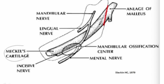 <p>-after Meckel’s cartilage forms, a separate mesenchymal condensation forms buccal/external to it</p><p>-condensation will give rise to first intramembranously formed bone of mandible known as “dentary”</p><p>-forms at future mental foramen</p>