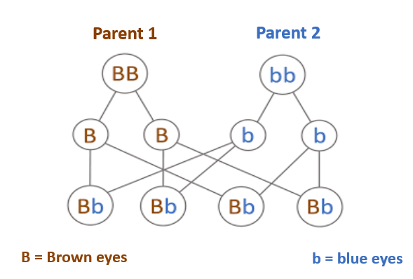 <p><strong>Label both parents with either heterozygous or homozygous + state the probability the offspring will have brown eyes + blue eyes</strong></p>