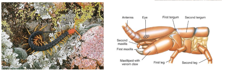 <p>Centipedes</p><ul><li><p>flattened body</p></li><li><p>One leg per segment</p></li><li><p>poisonous</p></li><li><p>predators</p></li></ul><p></p>