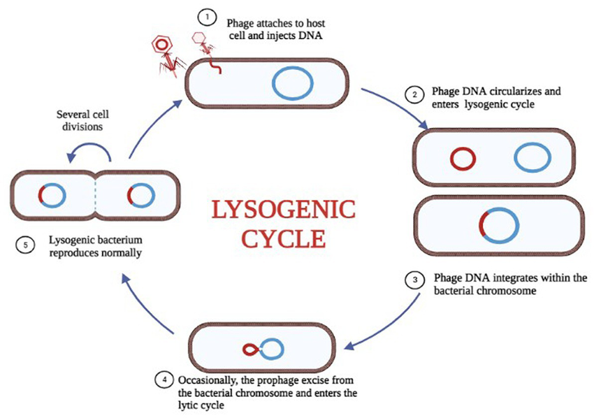 <p>viral DNA enters into the chromosome of the host cell, viral DNA instructs the host cell to make viral DNA, infected cell will have viral genes forever genes may lie dormant, once activated cell goes into the lytic cycle</p>