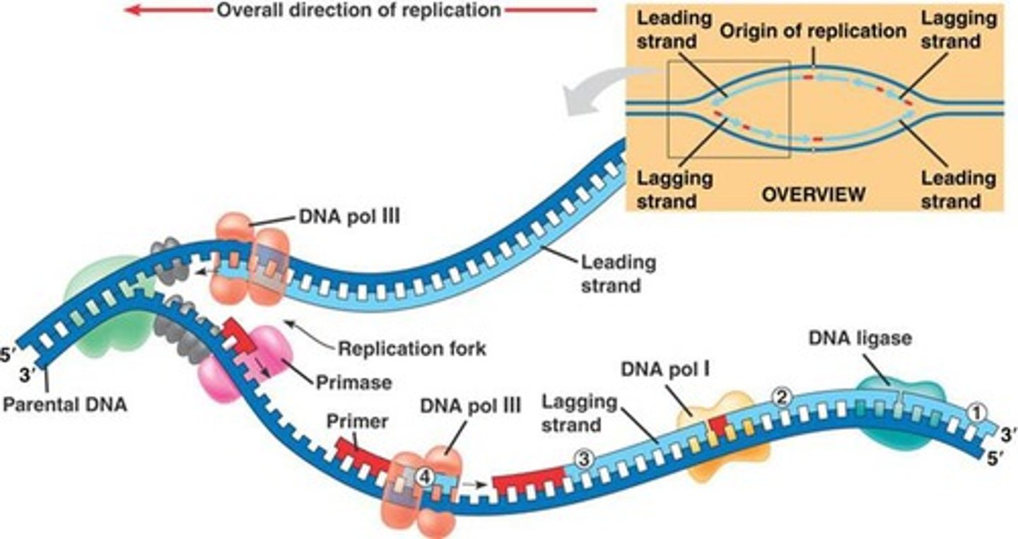 <p>an enzyme that adds new nucleotides to the growing strand during DNA replication. New strands are always built in the 5' to 3' direction</p>