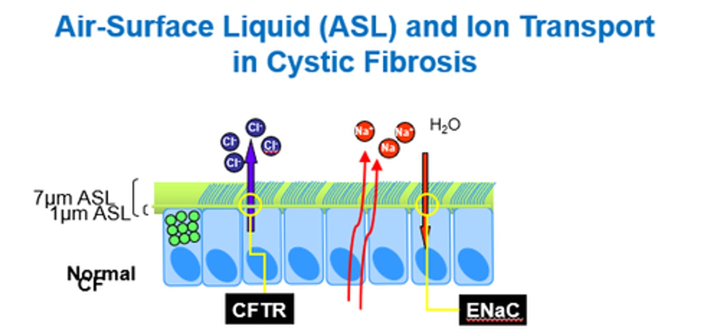 <p>- Problems with channel openings.</p><p>- Less Cl- moves out.</p><p>- So less Na+ and water move out of cell.</p><p>- Doesn't affect mucus production, but water isn't there to dilate it down, so it gets extra thick and sticky.</p>