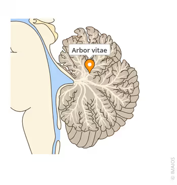 <p>tree-like pattern of white matter found on cerebellum</p>