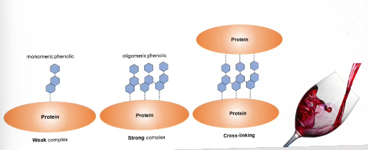 <ul><li><p>Oligomeric phenolic compounds can strongly interact with proteins because they have multiple binding sites</p></li><li><p>They can even undergo cross linking</p></li><li><p>This will lead to aggregation and precipitation leading to an astrigent taste</p></li></ul><p></p>