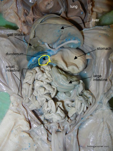First part of the small intestine; connects the pylorus of the stomach and the jejunum
