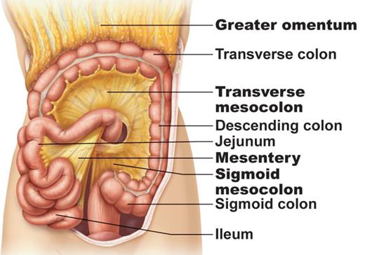 <p>LARGEST SEROUS MEMBRANE IN THE BODY </p>
