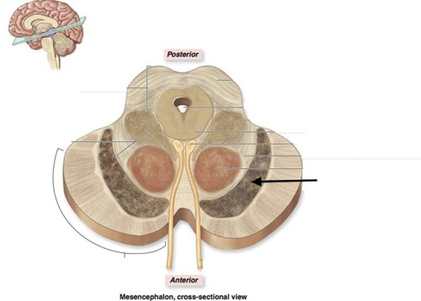 <p>Parkinson's disease results from the degeneration of neurons within the ______ that secrete the neurotransmitter known as dopamine at the basal nuclei.</p>