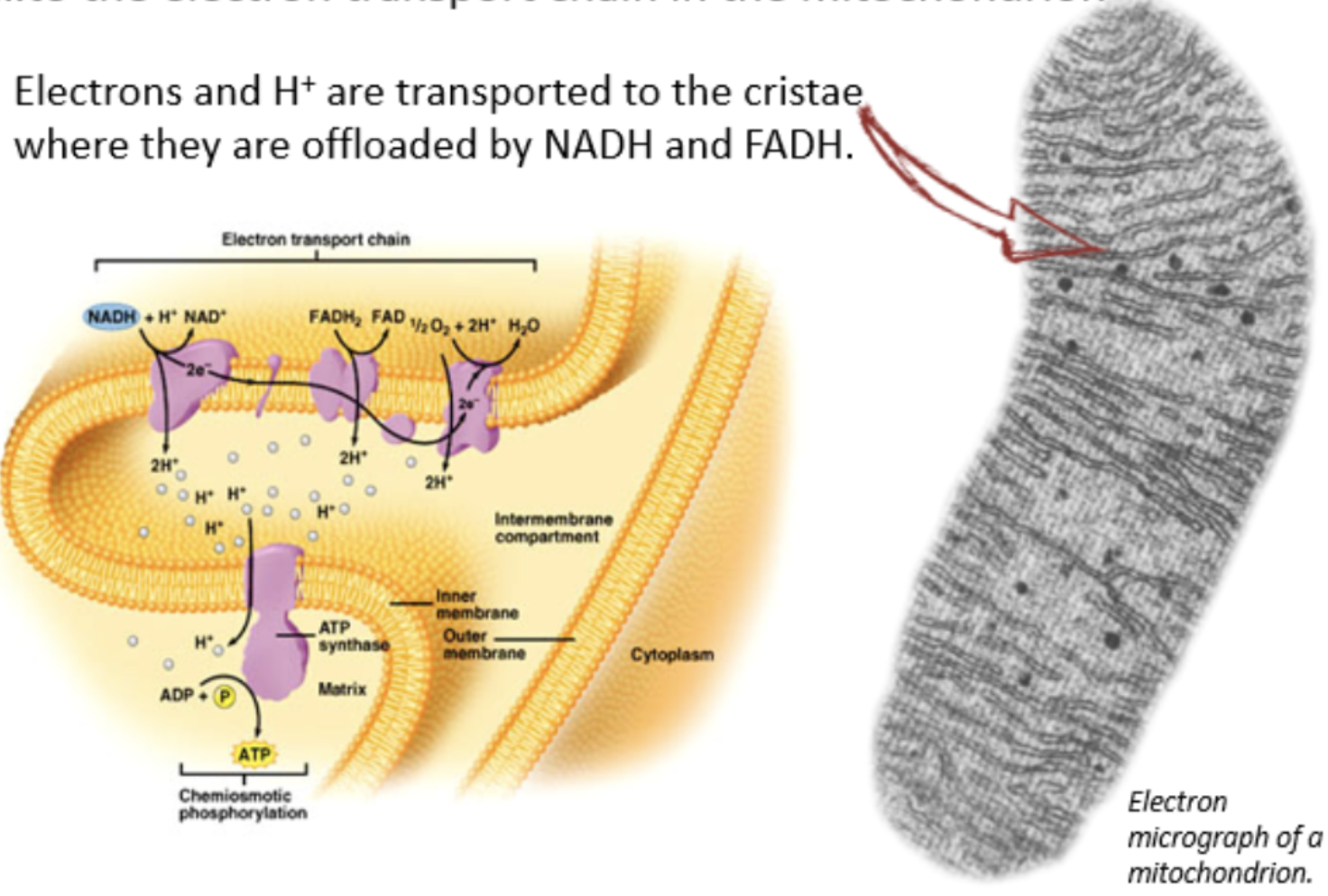 <p>electron carriers NAD+ and FAD bring electrons and hydrogen ions to electron transport chain in cristae of the mitochondria</p>