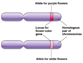 <p>Different versions of a gene at the same location on homologous chromosomes</p>