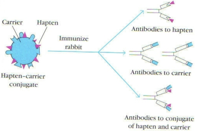 <ol><li><p>against hapten</p></li><li><p>against carrier</p></li><li><p>against the new epitope formed by combined parts of hapten &amp; carrier </p></li></ol><p></p>