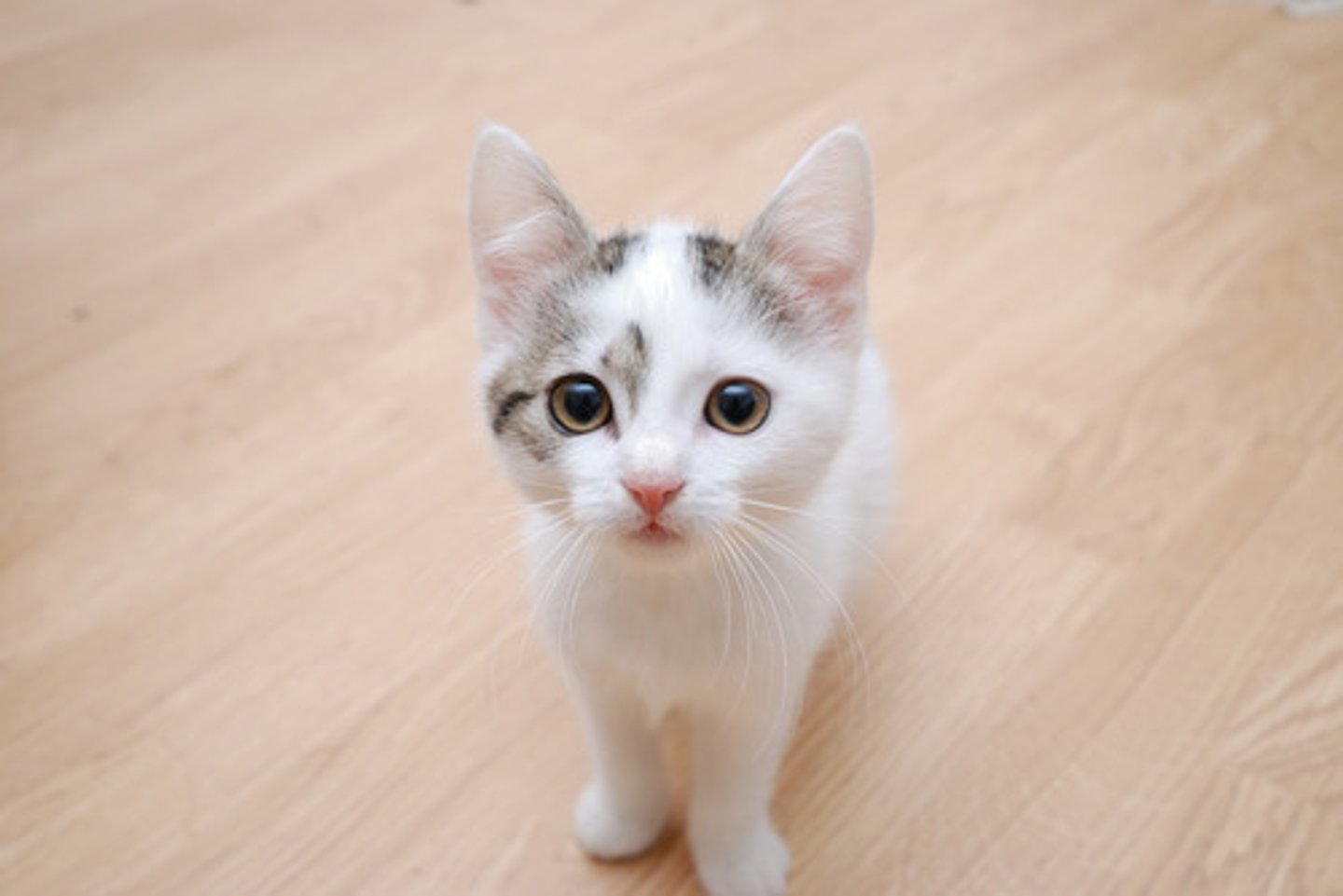 <p>gato</p>