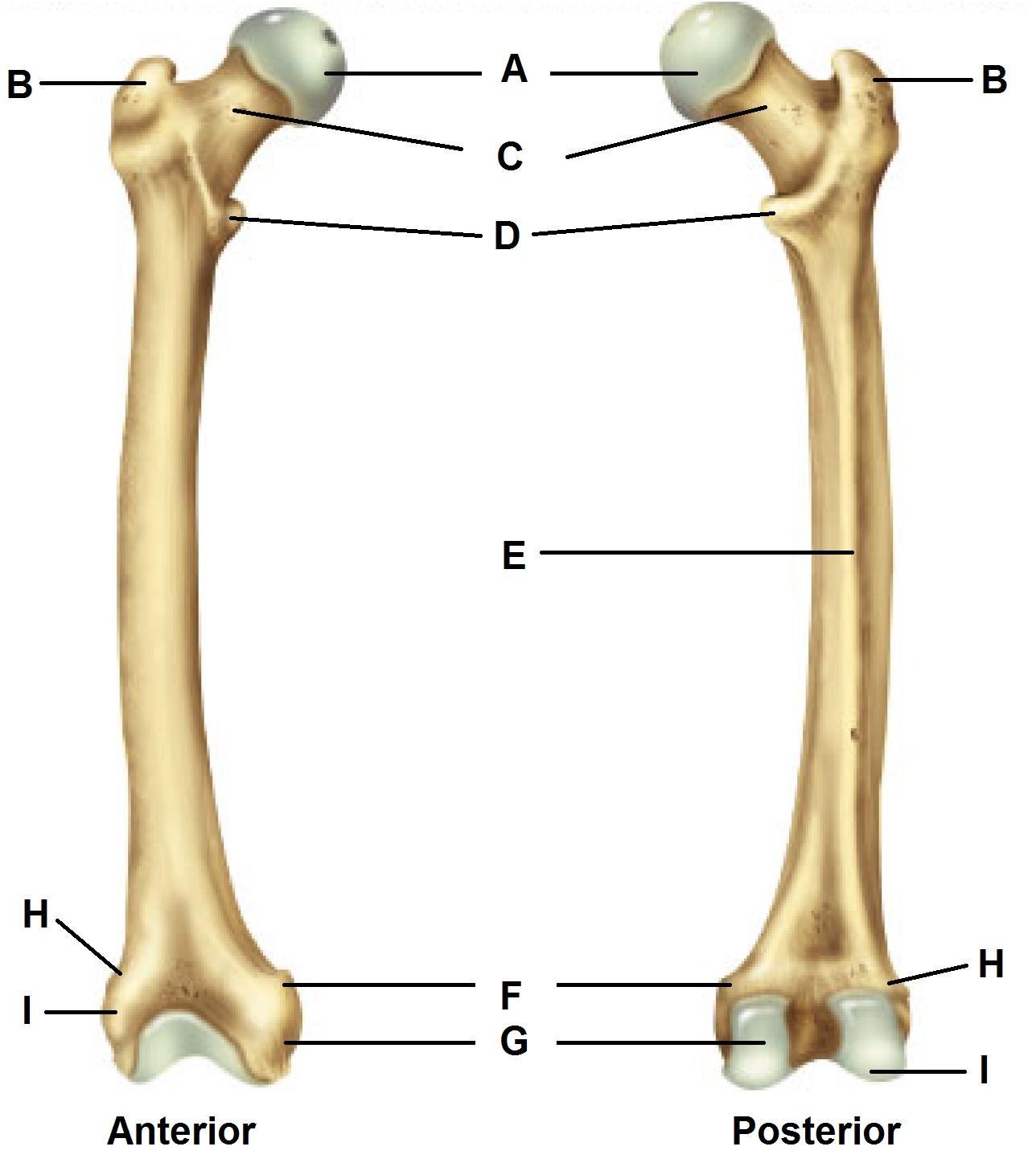 Knob-like projection (A)