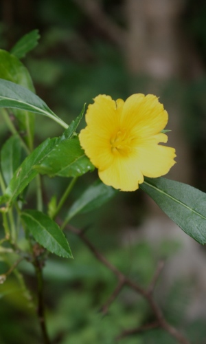 <p>a woody shrub with yellow flowers that grows in the Bahamas and other tropical regions</p>