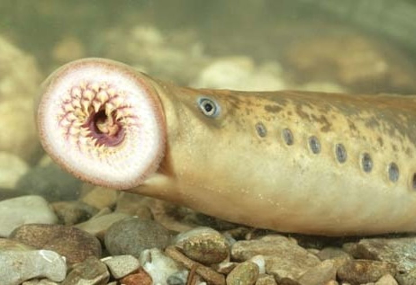 <p>•Lampreys and hagfish</p><p>•Jawless fish</p><p>•Funnel-shaped mouth lined</p><p>with keratinized "teeth" and</p><p>protrusible tongue</p>