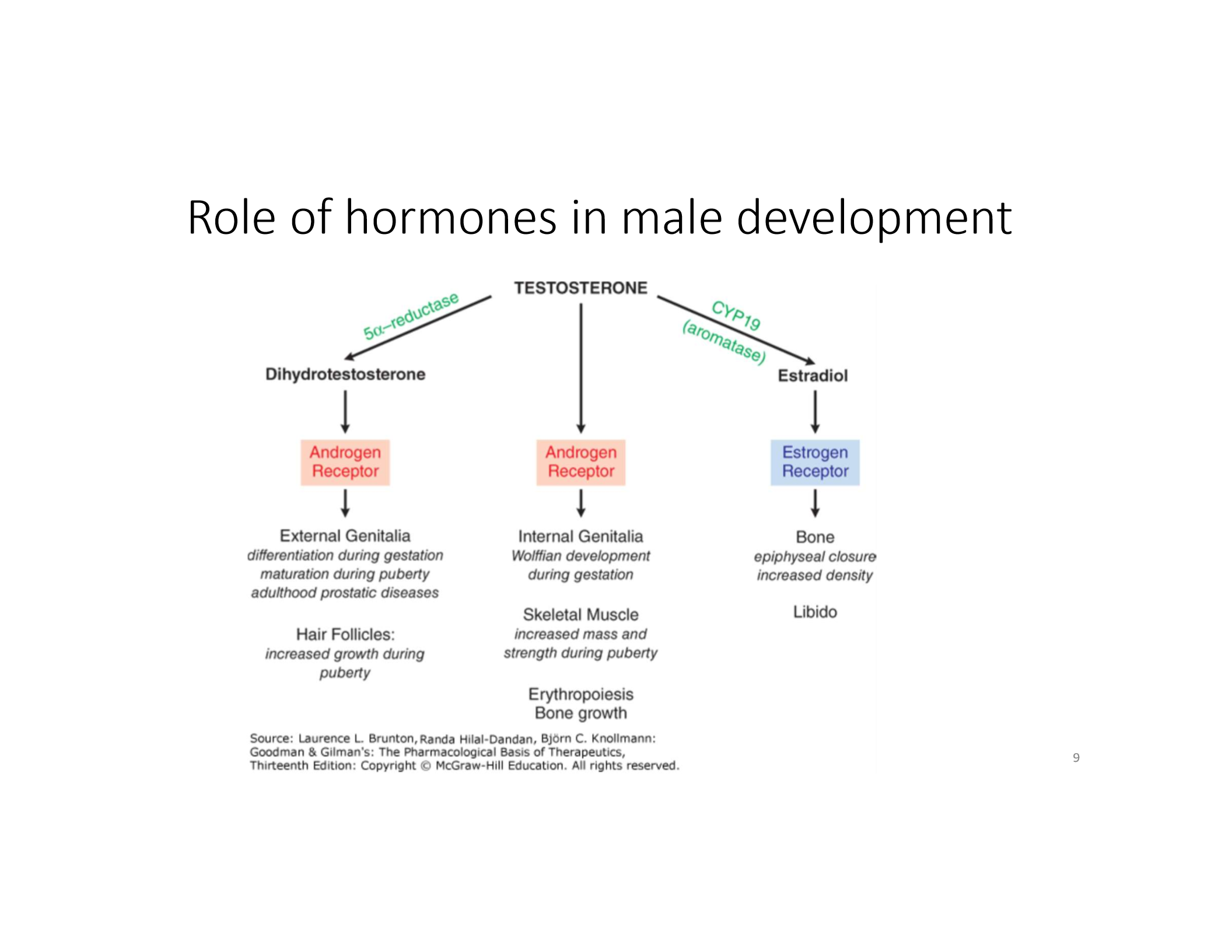<p>DHT (via 5-alpha-reductase) or estradiol (via aromatase)!</p>