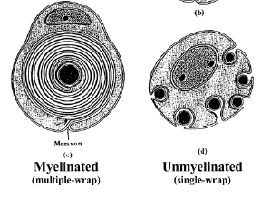 myelin is the fatty sheath around the axon