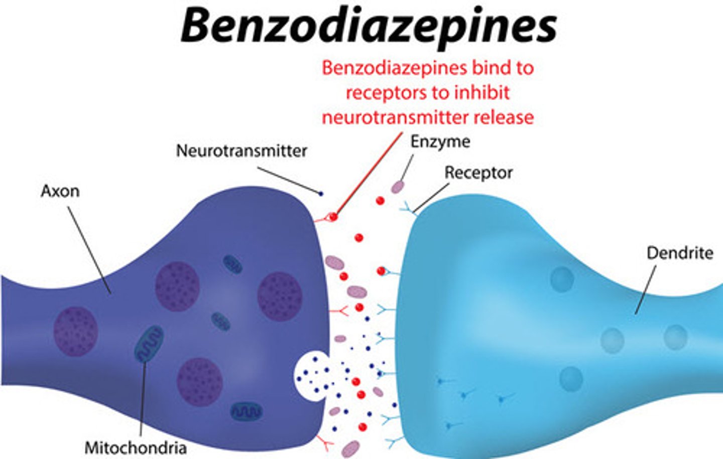 <p>(B) Benzodiazepines</p><p>Benzodiazepines are the most commonly prescribed depressant and is used to treat insomnia, anxiety, and seizures, acting as an anticonvulsant.</p>