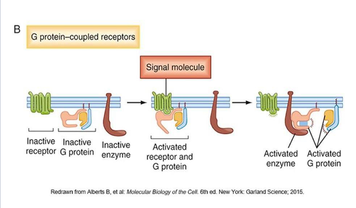 <p>Receptors that transduce a signal by forming a receptor-g protein complex which in turn activates an enzyme to produce a response. </p>