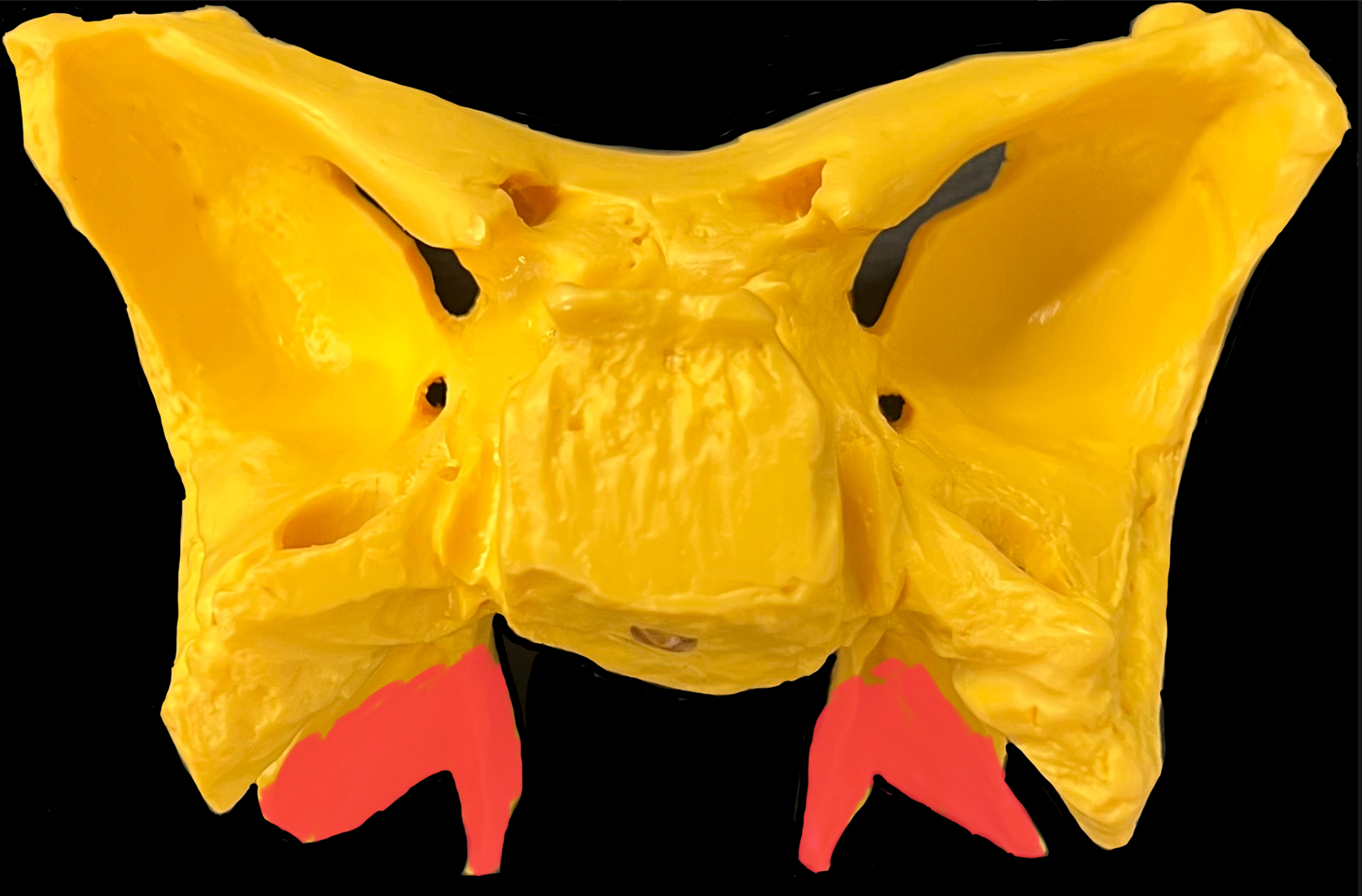 What is highlighted in red?