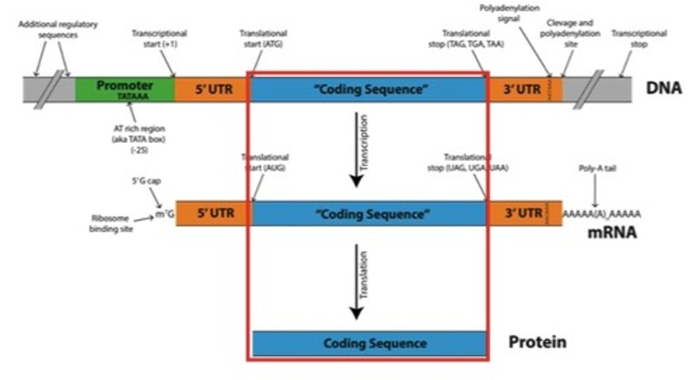 <p>the sequence of nucleotides in mRNA that encode amino acids. The start codon is the start of the coding sequence and the stop codon is the end of the coding sequence.</p>