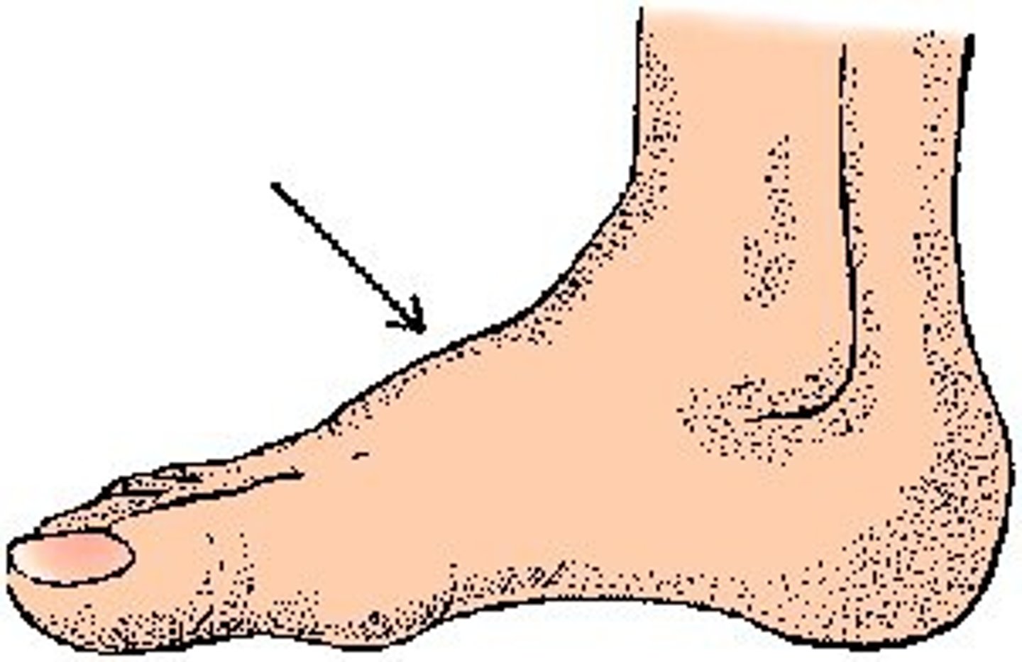 <p>instep</p>