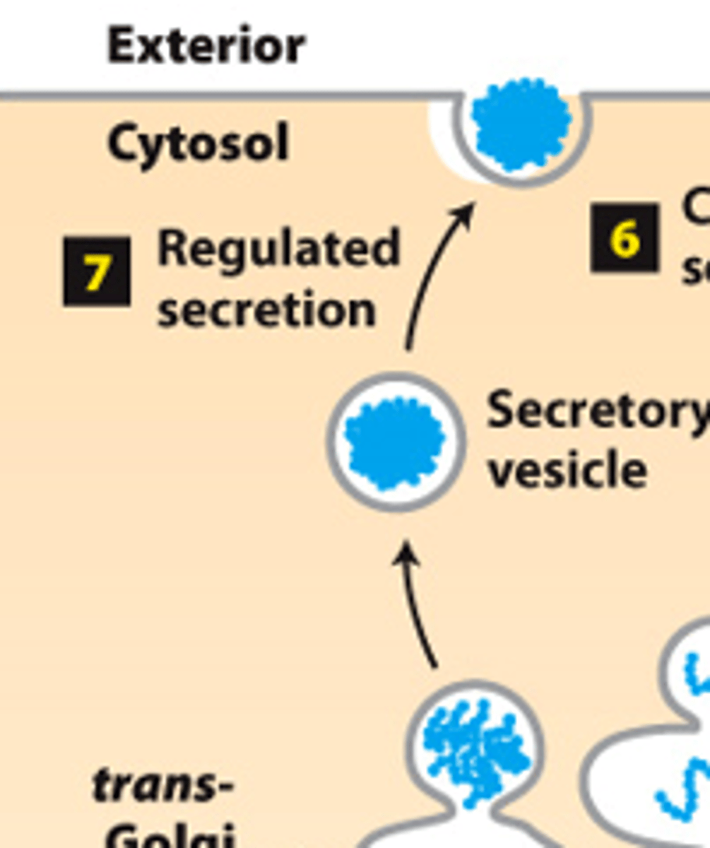 <p>secretory pathway, protein trafficking (stage 2): step 7--regulated secretion (certain cell types)--vesicles fuse with plasma membrane and secrete proteins only when cell receives a _______________ or _________________ signal secretion signal</p>