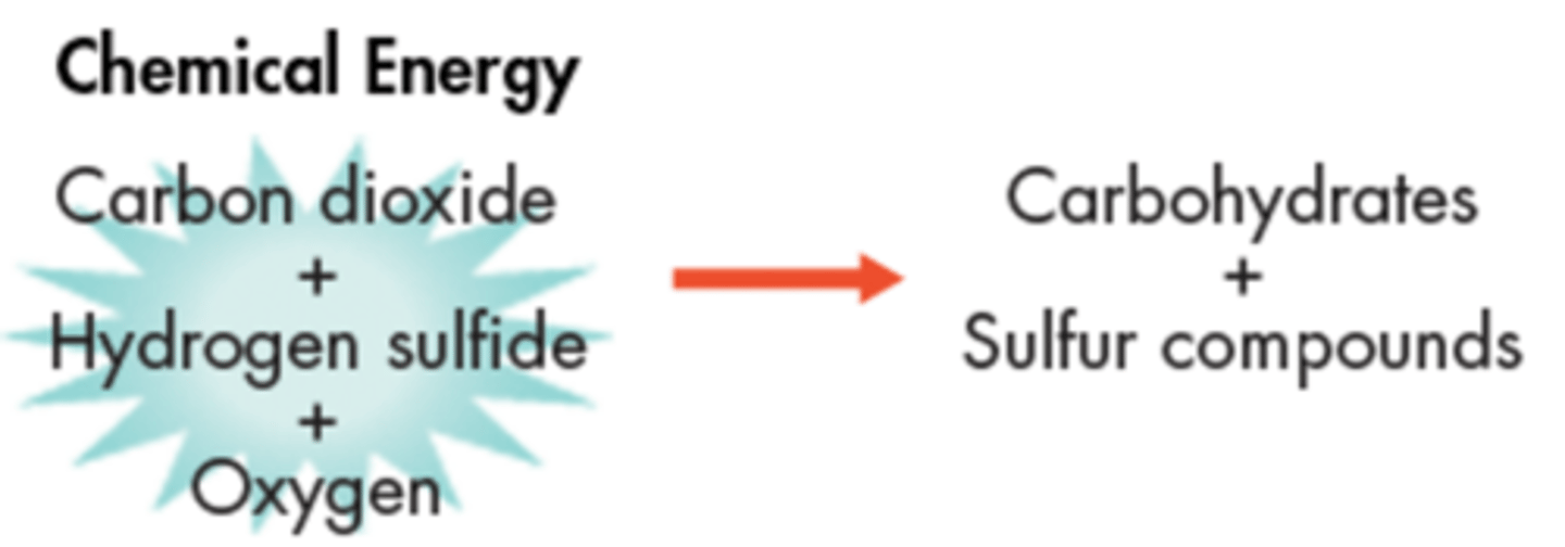 <p>The process in which chemotroph use chemical energy to produce carbohydrates.</p>