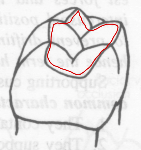 <p><span>Area contained within the<strong> M and D edges</strong> of the occlusal surface</span></p>