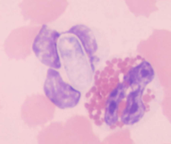 <p>what is Hepatozoon spp.: H. canis and H. americanum&nbsp;spread by</p>