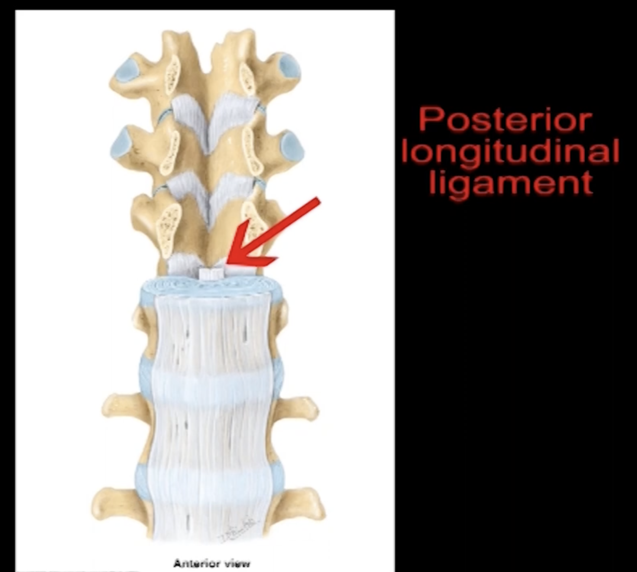 <p>It extends longitudinally from the sacrum to the occiput where it becomes the tectoral membrane. Lying posterior to the vertebral bodies means that its inside the vertebral canal. The ligament is narrow as it is restricted by the dimensions of the vertebral canal</p><p>Position: posterior </p><p>Function: limit flexion </p>
