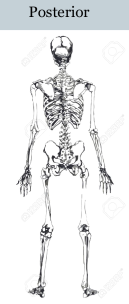 <p>towards the back of the body</p>