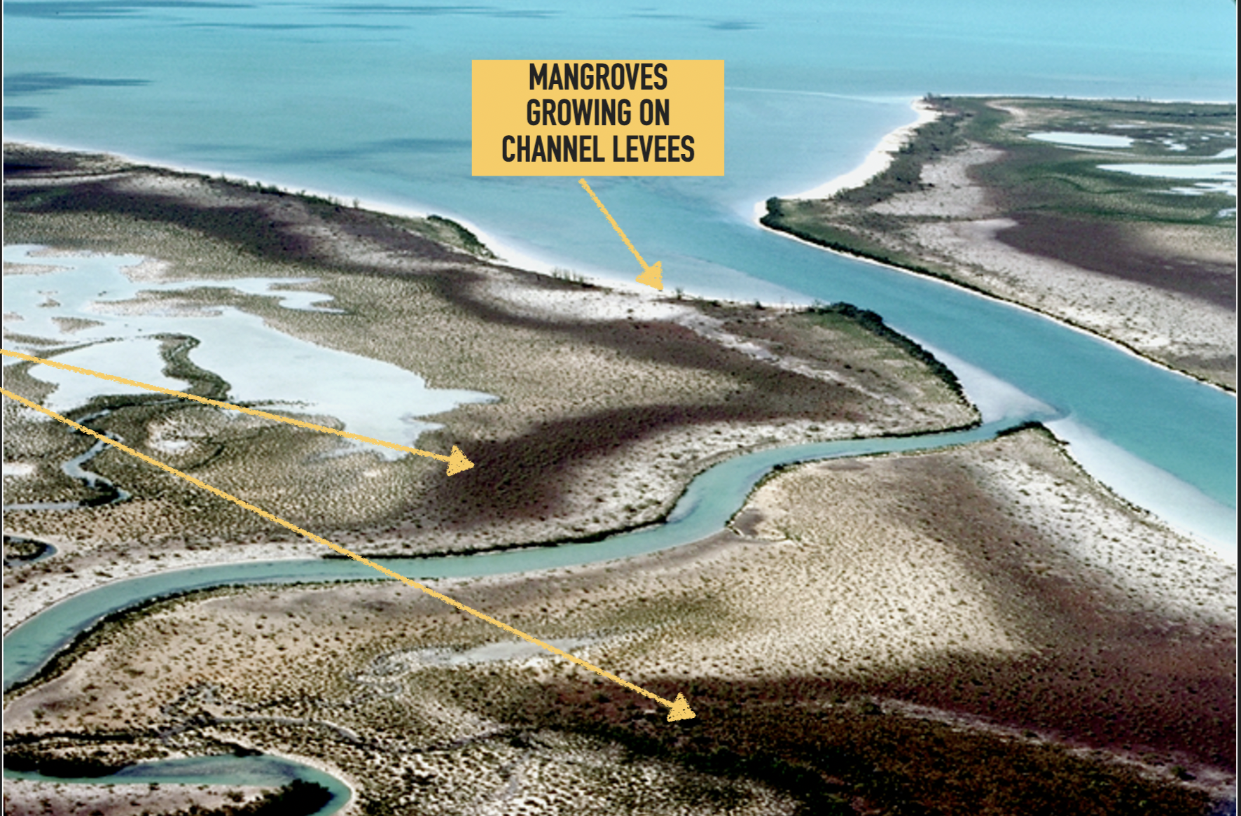 <ol><li><p>Algal mats</p></li><li><p>Mangroves growing on channel levees</p></li><li><p>Desiccation cracks (even in humid settings)</p></li><li><p>Cracking of microbial mats</p></li></ol>