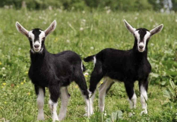 <p>What type of goat breed is this and what are their key characteristics?</p>